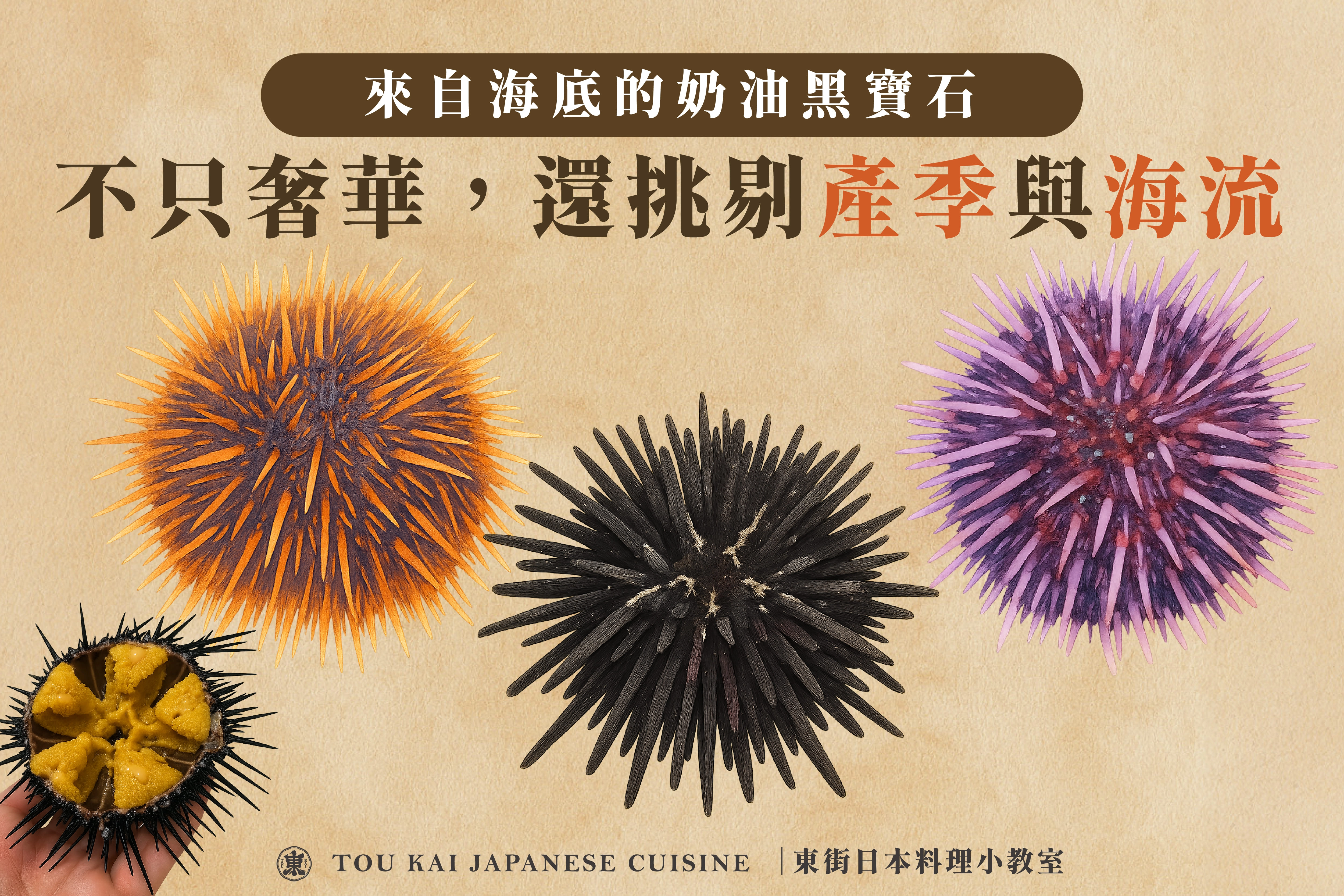 海膽,馬糞海膽,海膽訂購