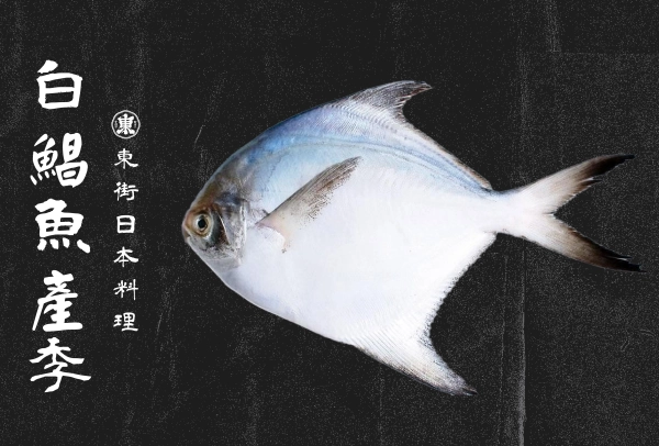 白鯧一斤多少錢,白鯧魚,白鯧真假