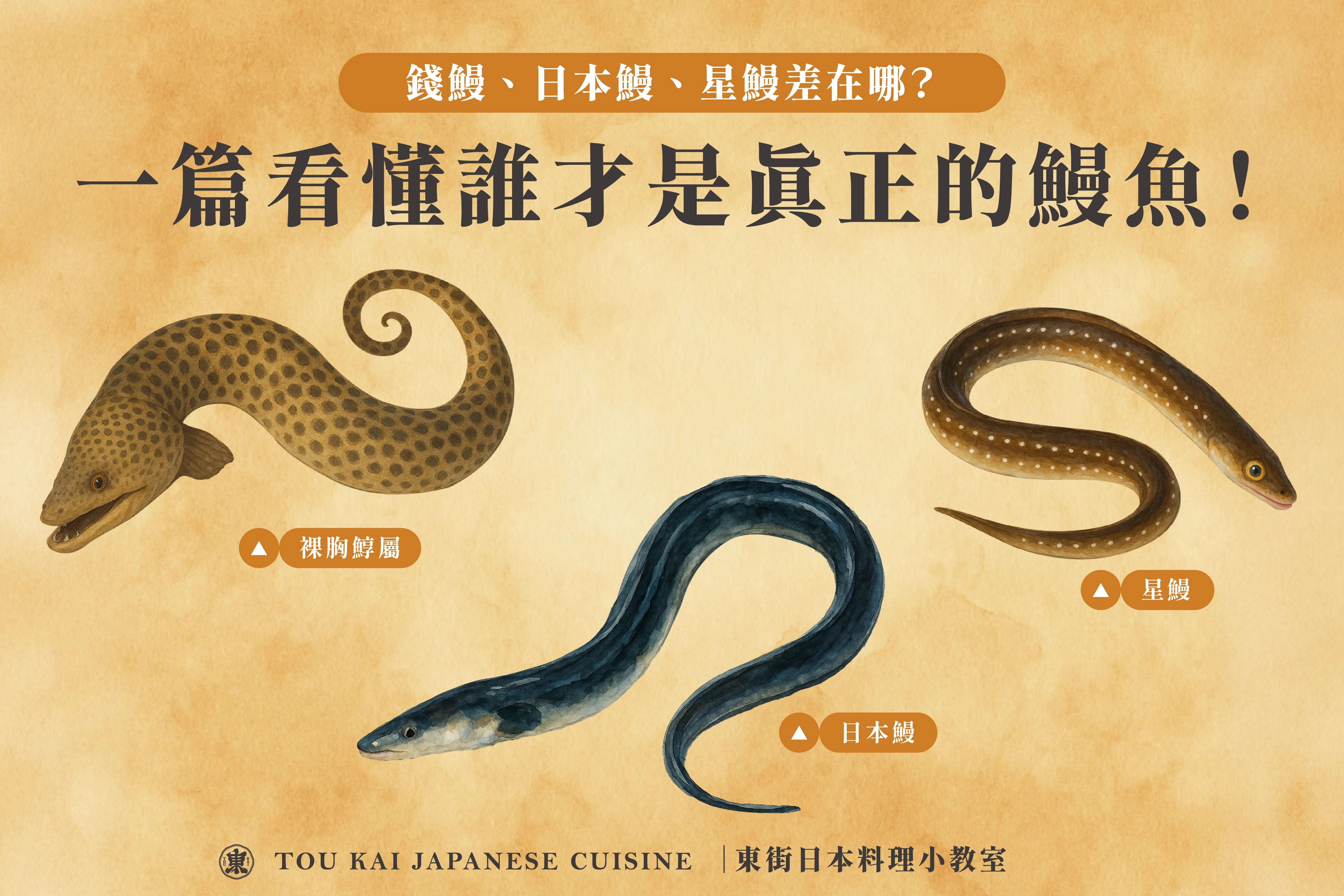 鰻魚,鰻魚罐頭,蒲燒鰻魚