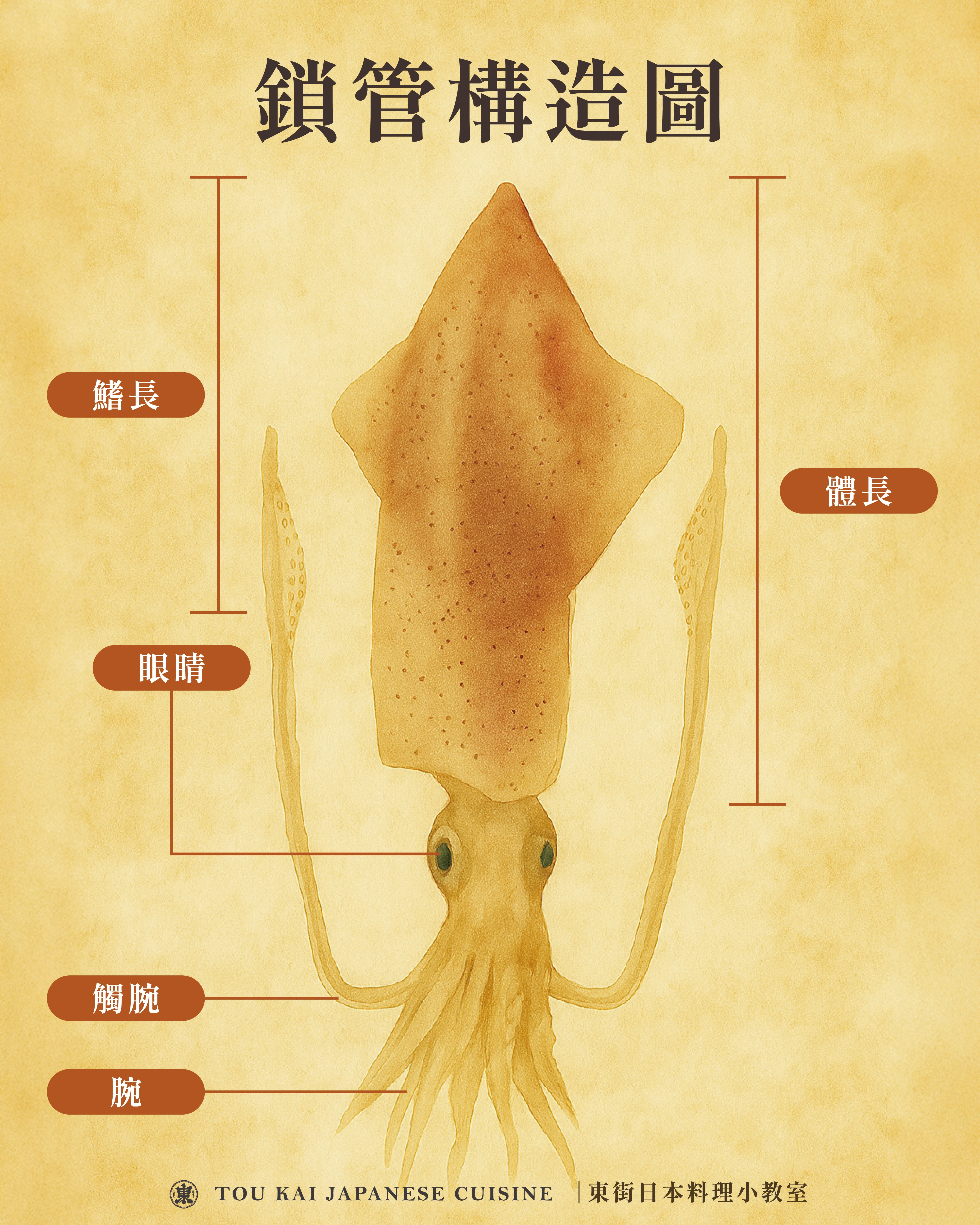 小卷片,小卷,小捲