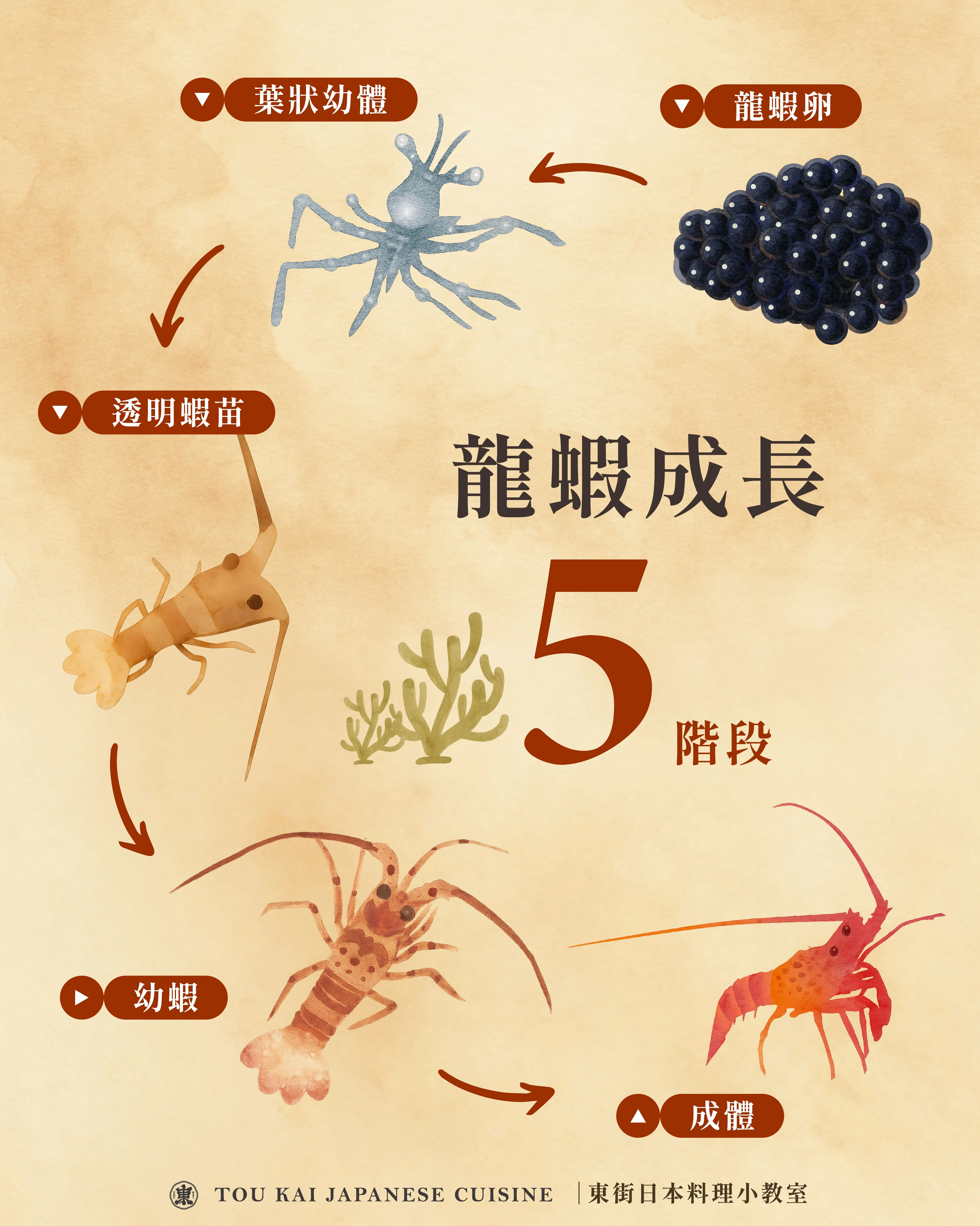 龍蝦,小龍蝦,波士頓龍蝦