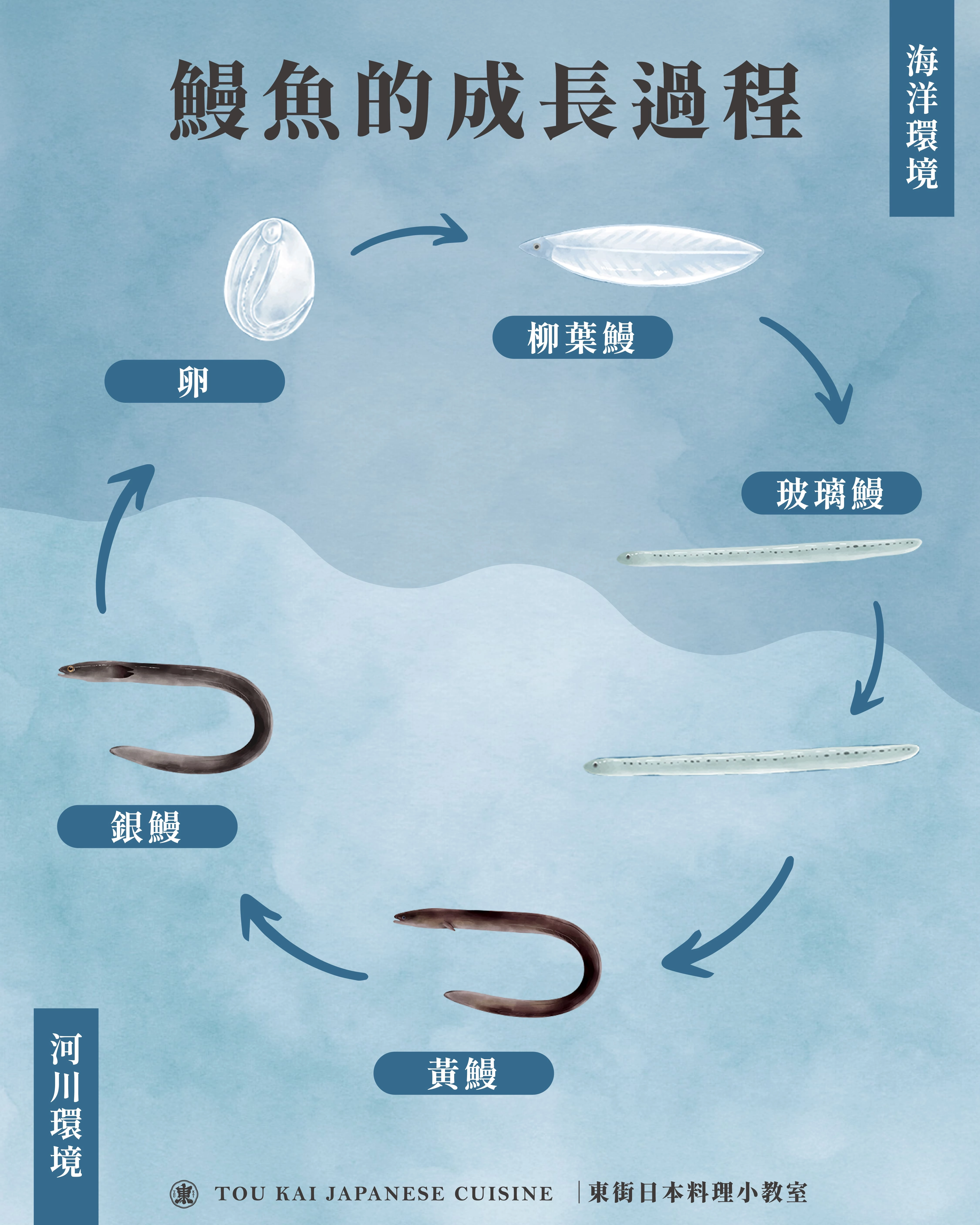鰻魚,鰻魚罐頭,蒲燒鰻魚