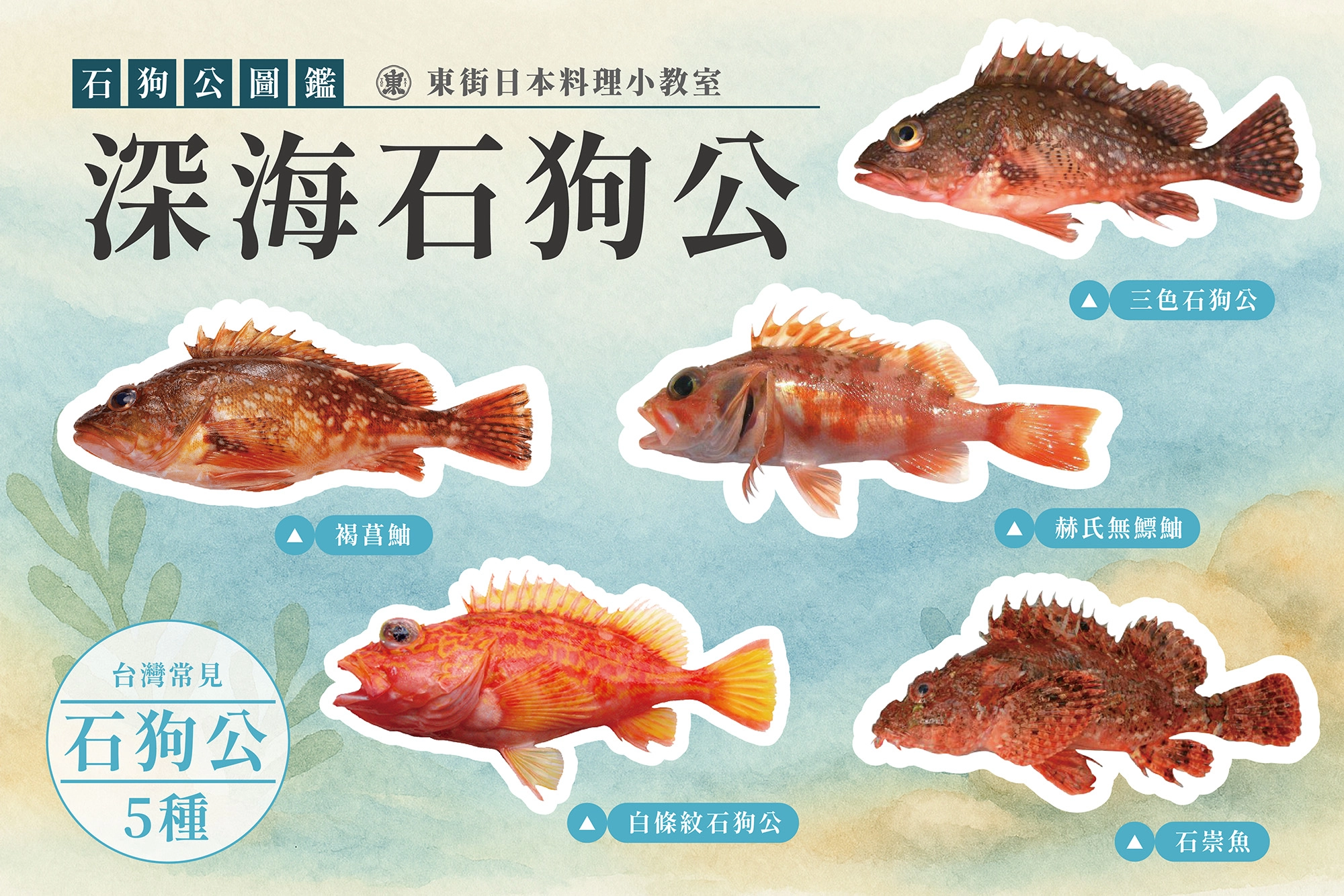 東街日本料理,石狗公圖鑑,石狗公介紹,石狗公