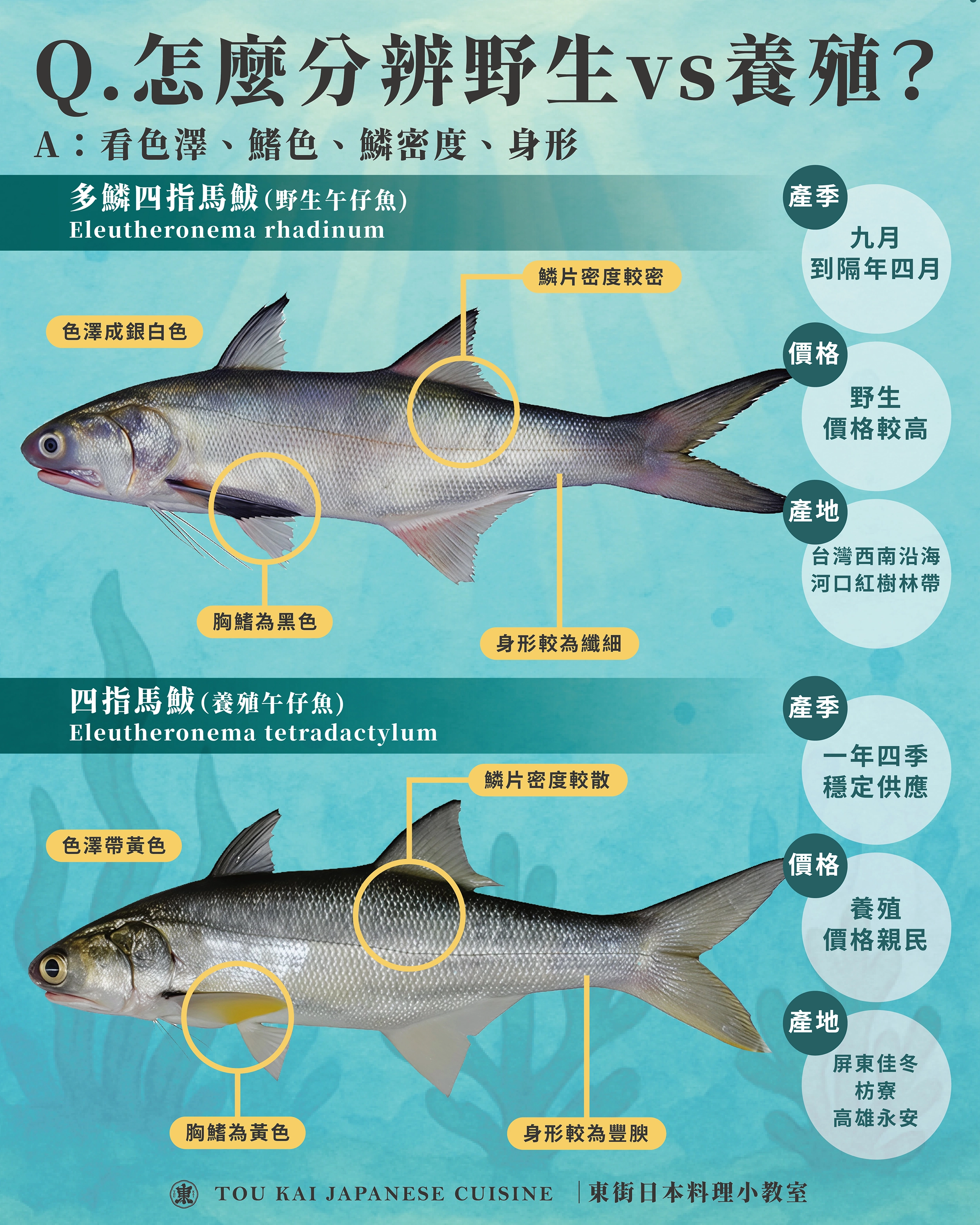 午仔魚 ,東街日本料理,午仔魚介紹,分辨午仔魚,養殖午仔魚,野生午仔魚,午仔魚外觀特徵