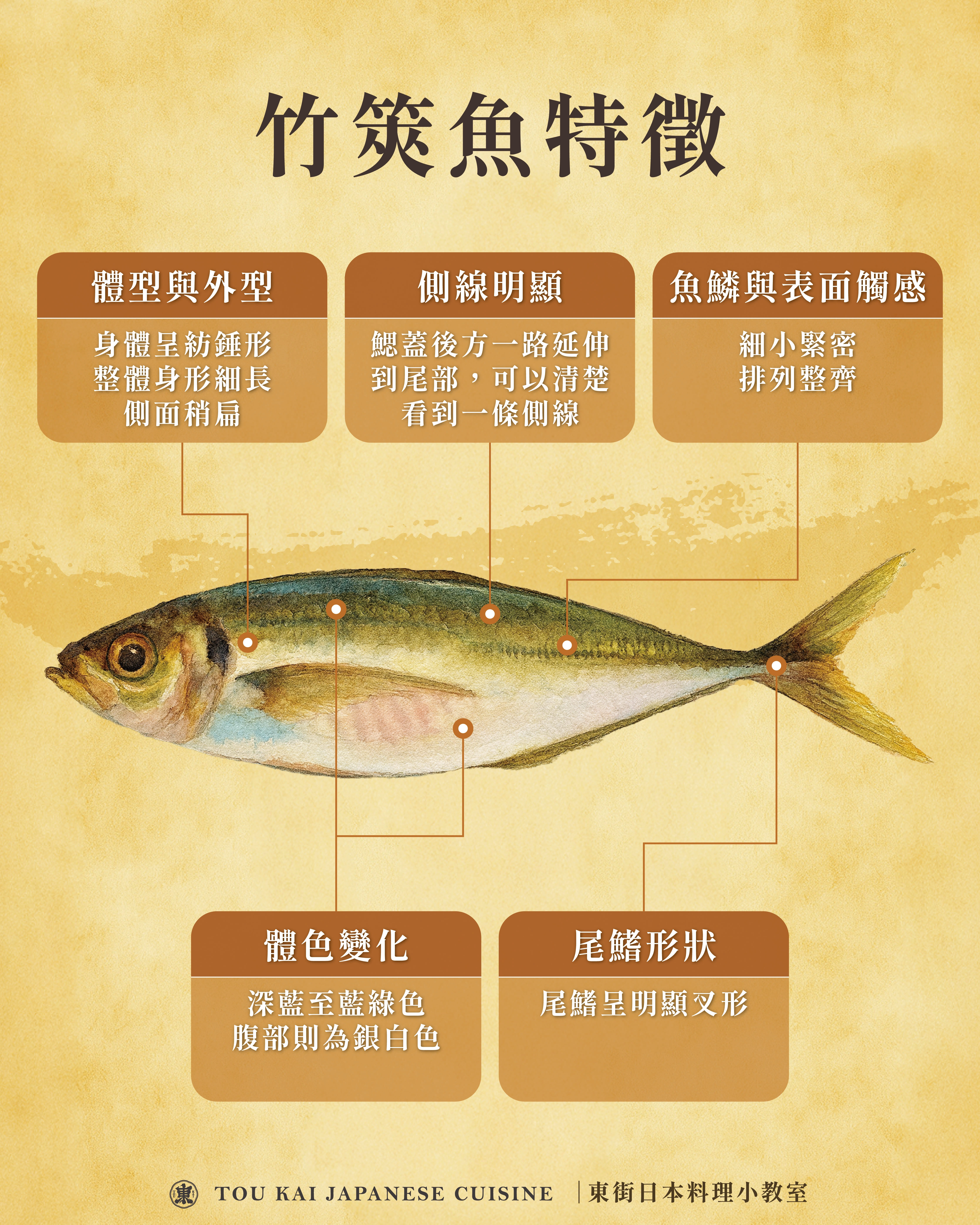 竹筴魚,竹莢魚,竹莢魚一夜干
