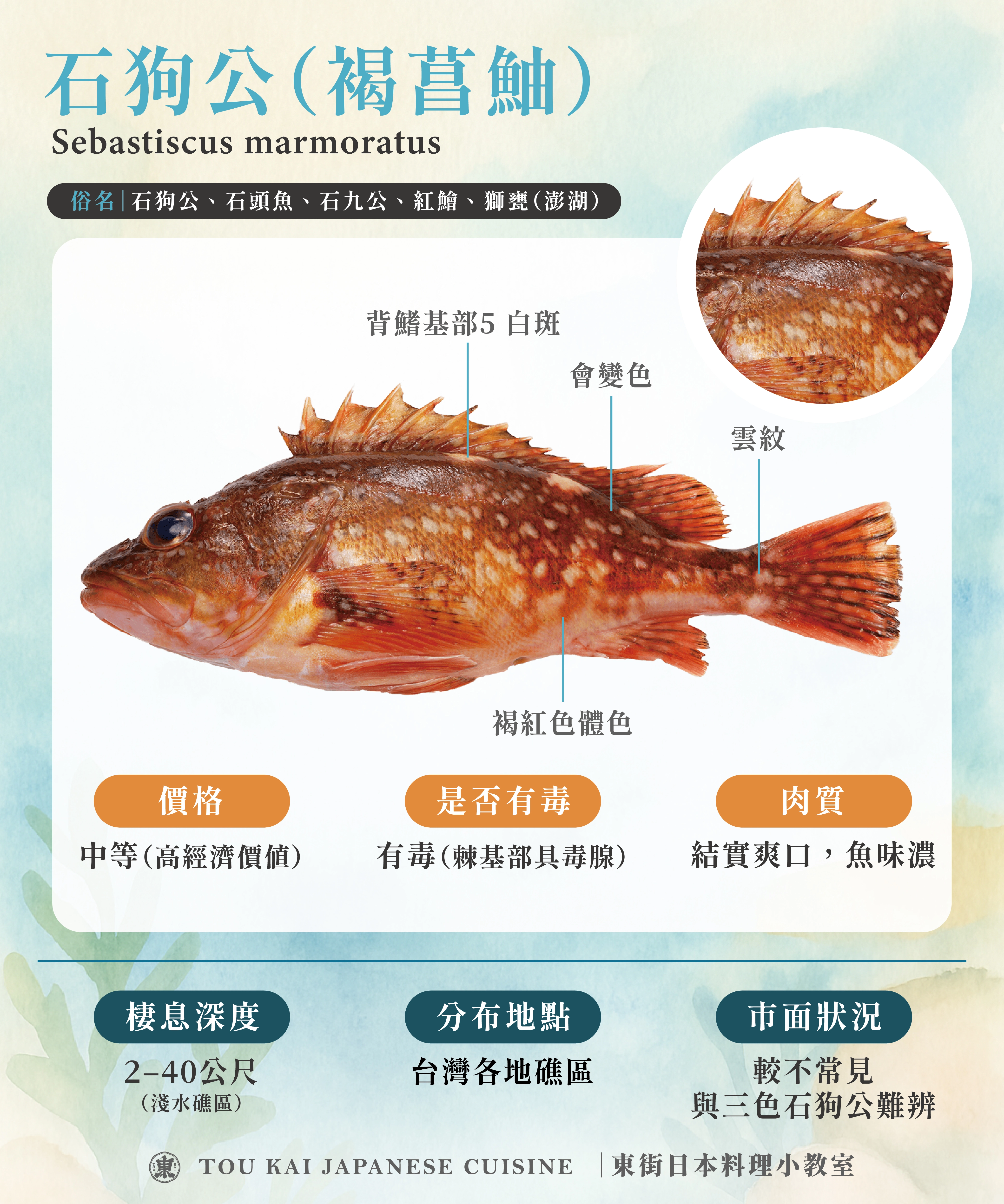 石狗公介紹,東街日本料理,石狗公,石狗公魚