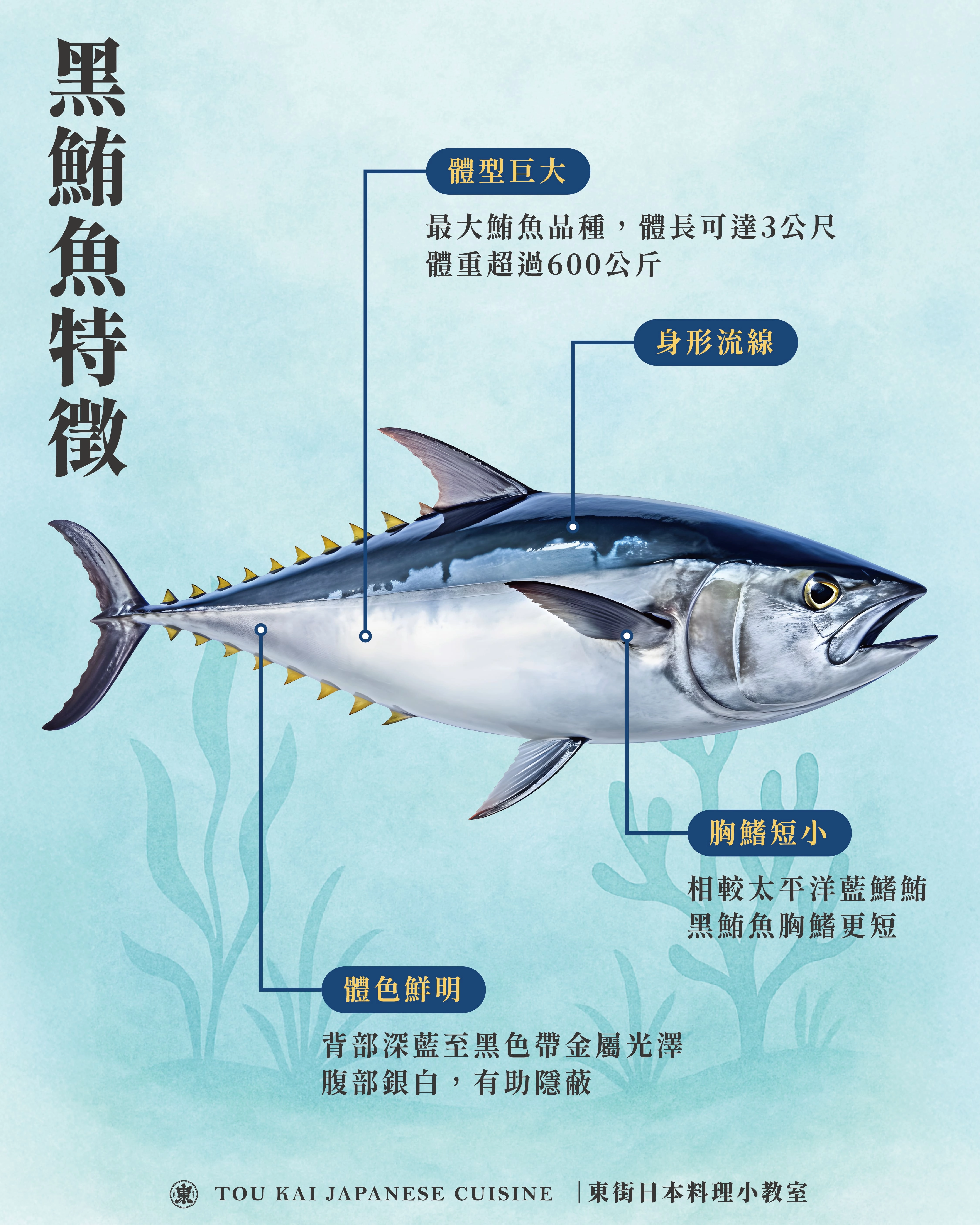 黑鮪魚,南方澳黑鮪魚,南方澳黑鮪魚推薦