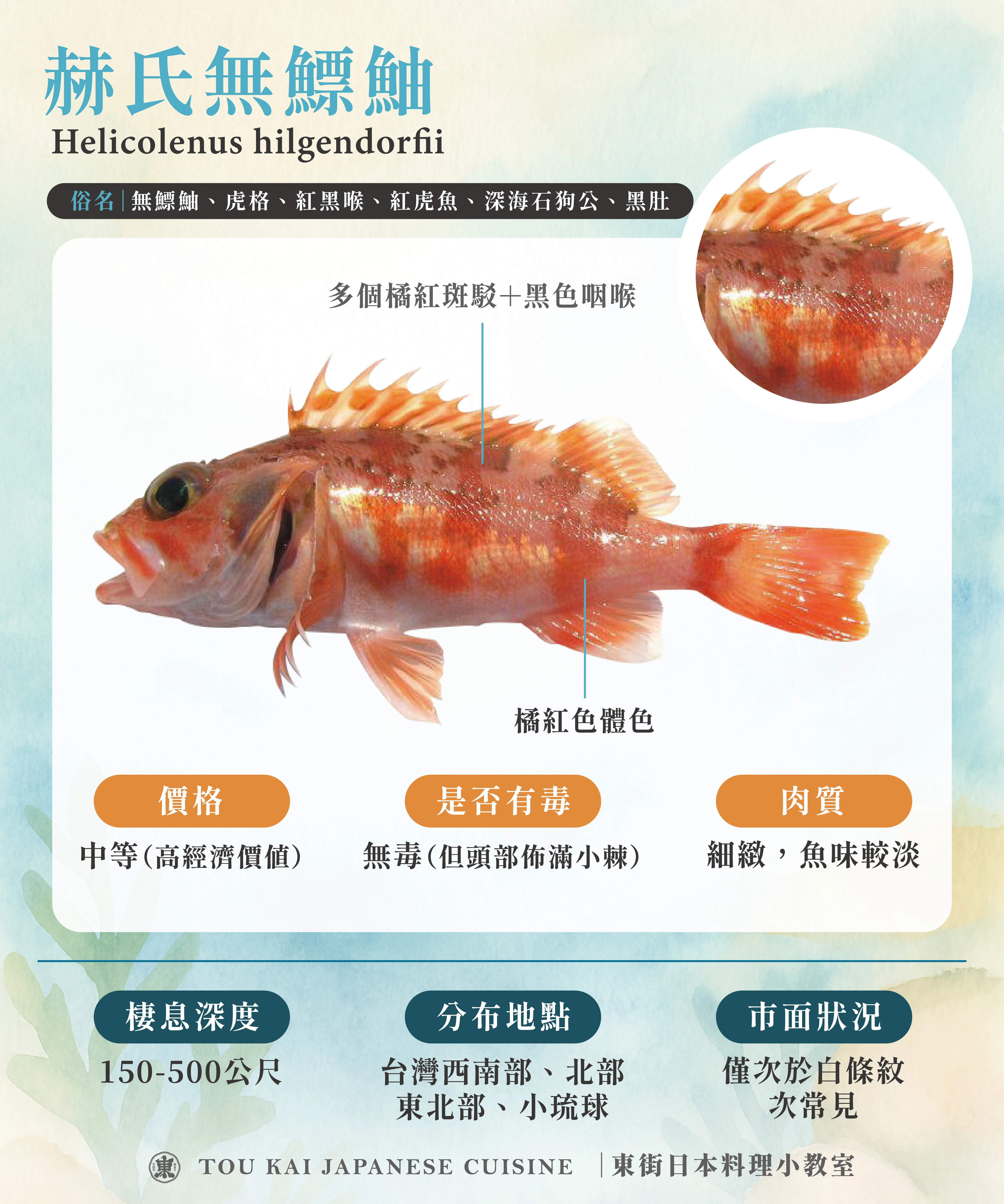 赫氏無鰾鮋,東街日本料理,石狗公介紹,石狗公魚