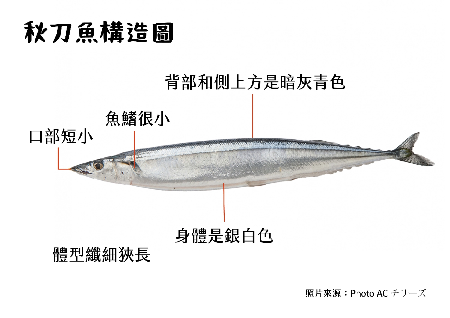秋刀魚,秋刀魚價格,明太子秋刀魚