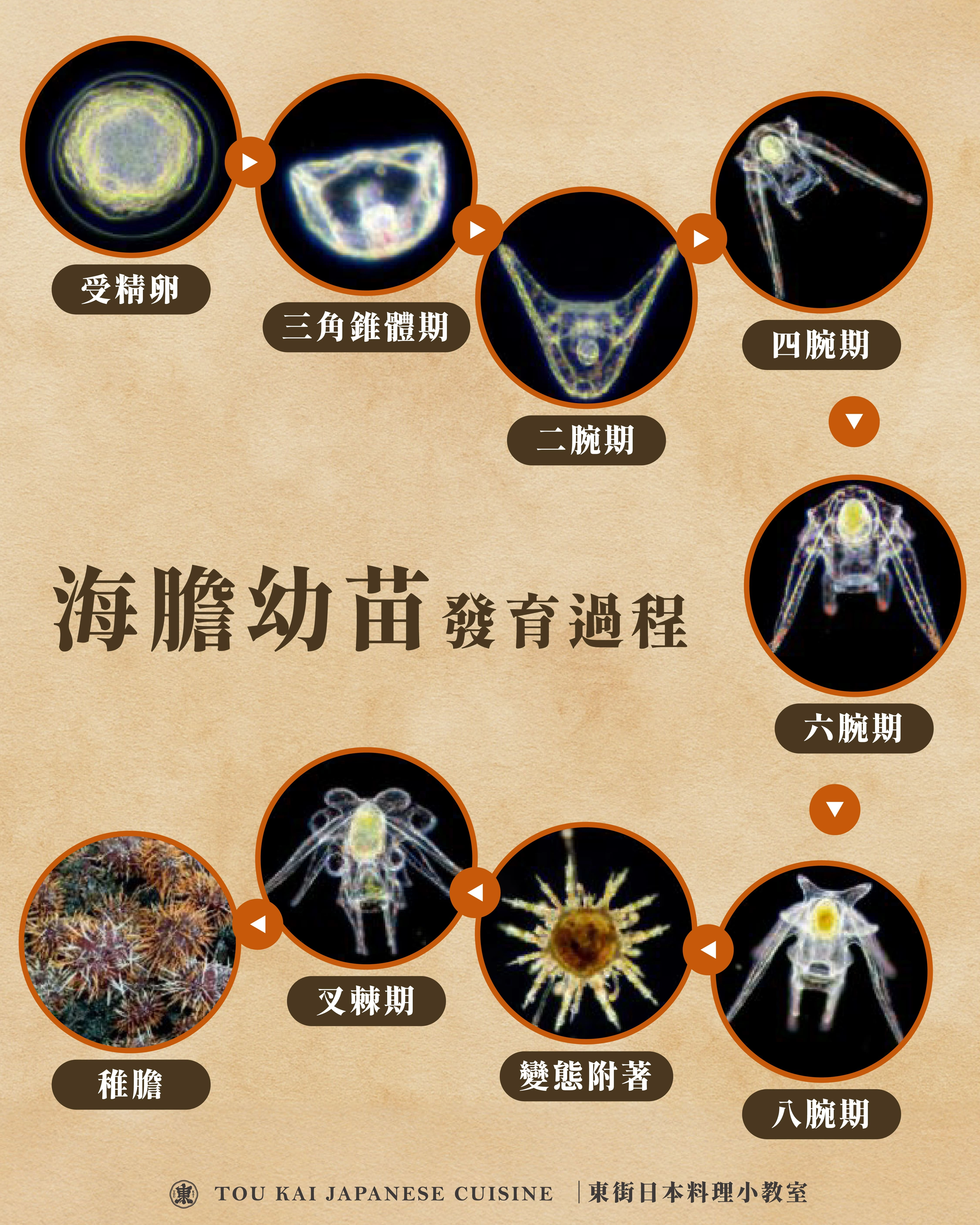 海膽,馬糞海膽,海膽訂購