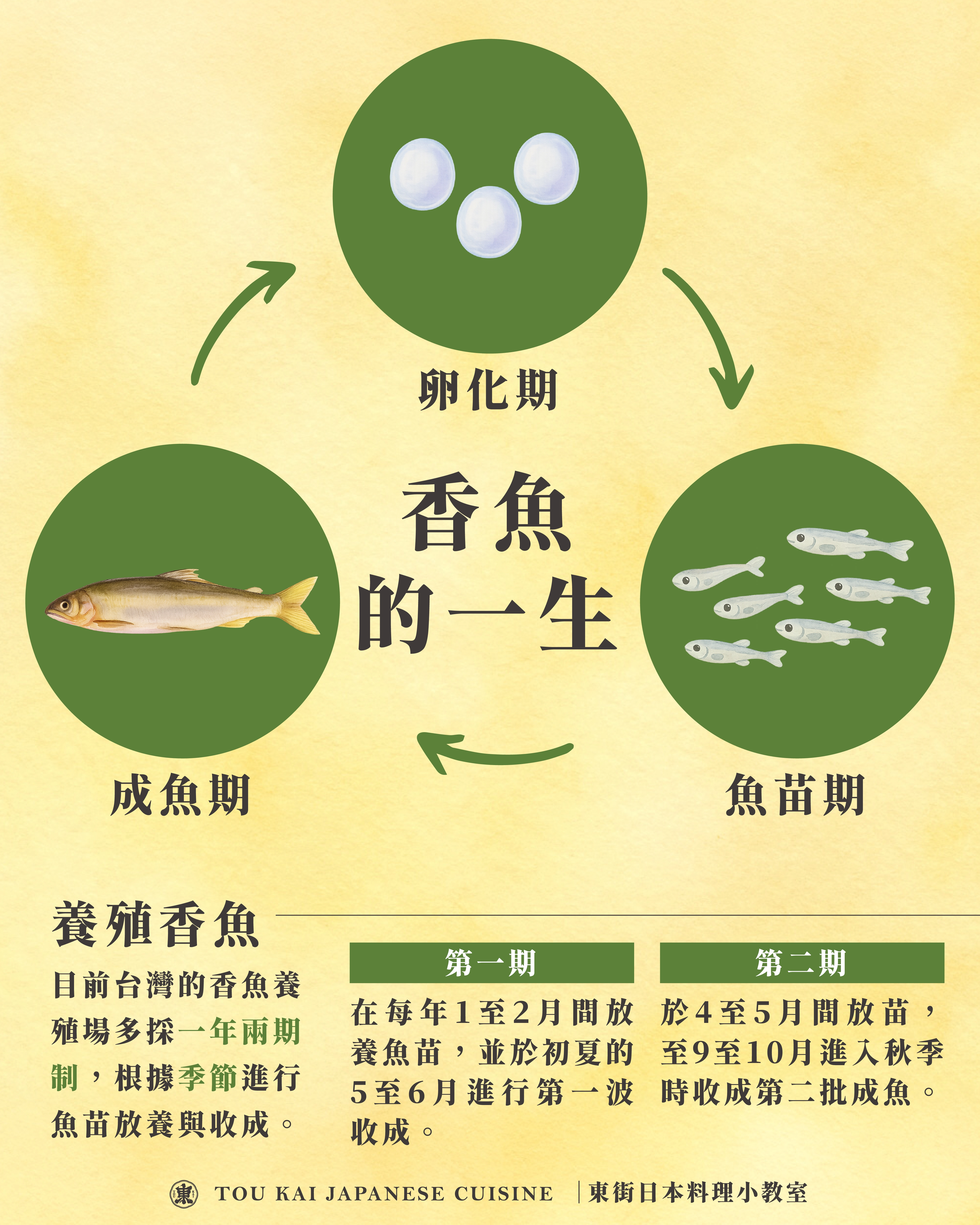 香魚,公香魚,母香魚