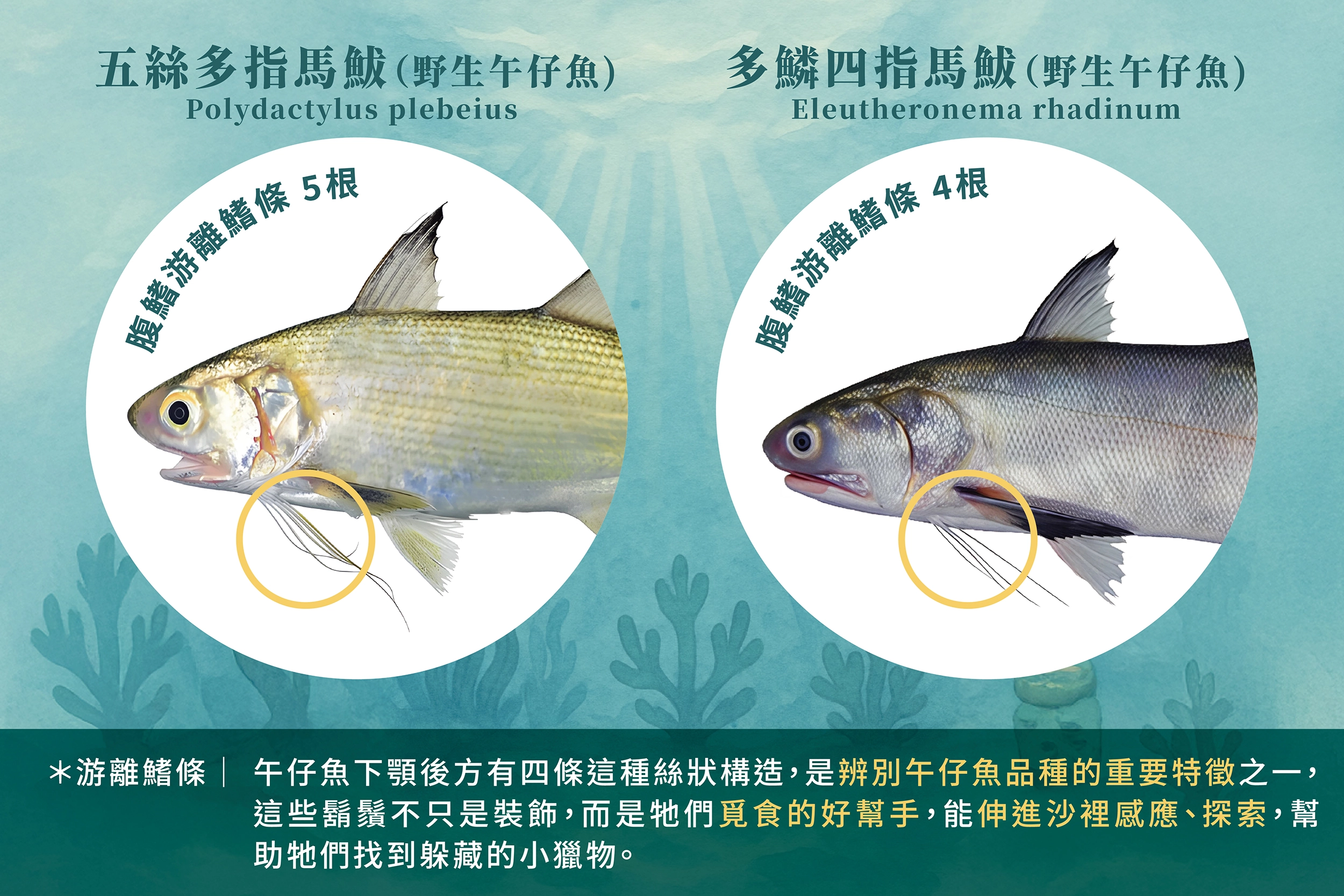 午仔魚 ,東街日本料理,午仔魚介紹,分辨午仔魚,養殖午仔魚,野生午仔魚