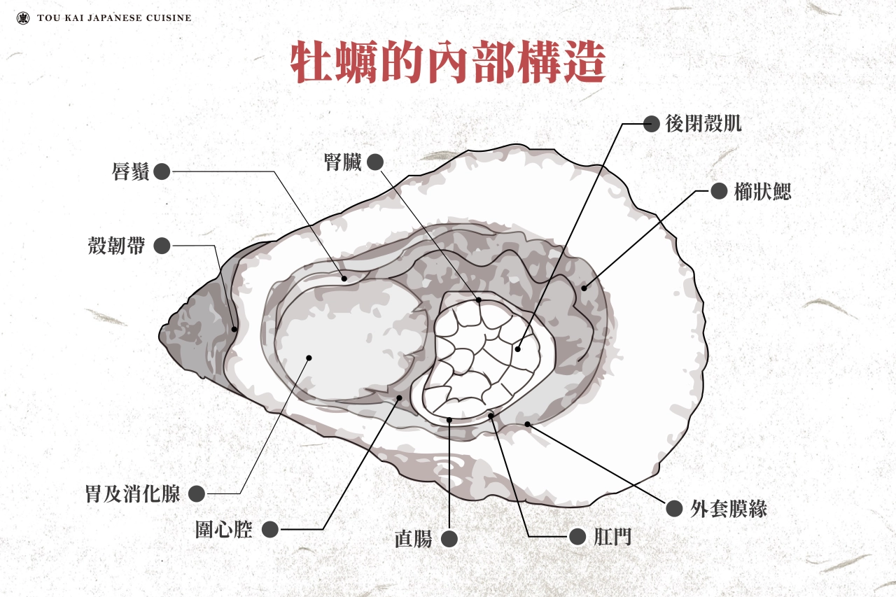 牡蠣,生蠔,牡蠣構造