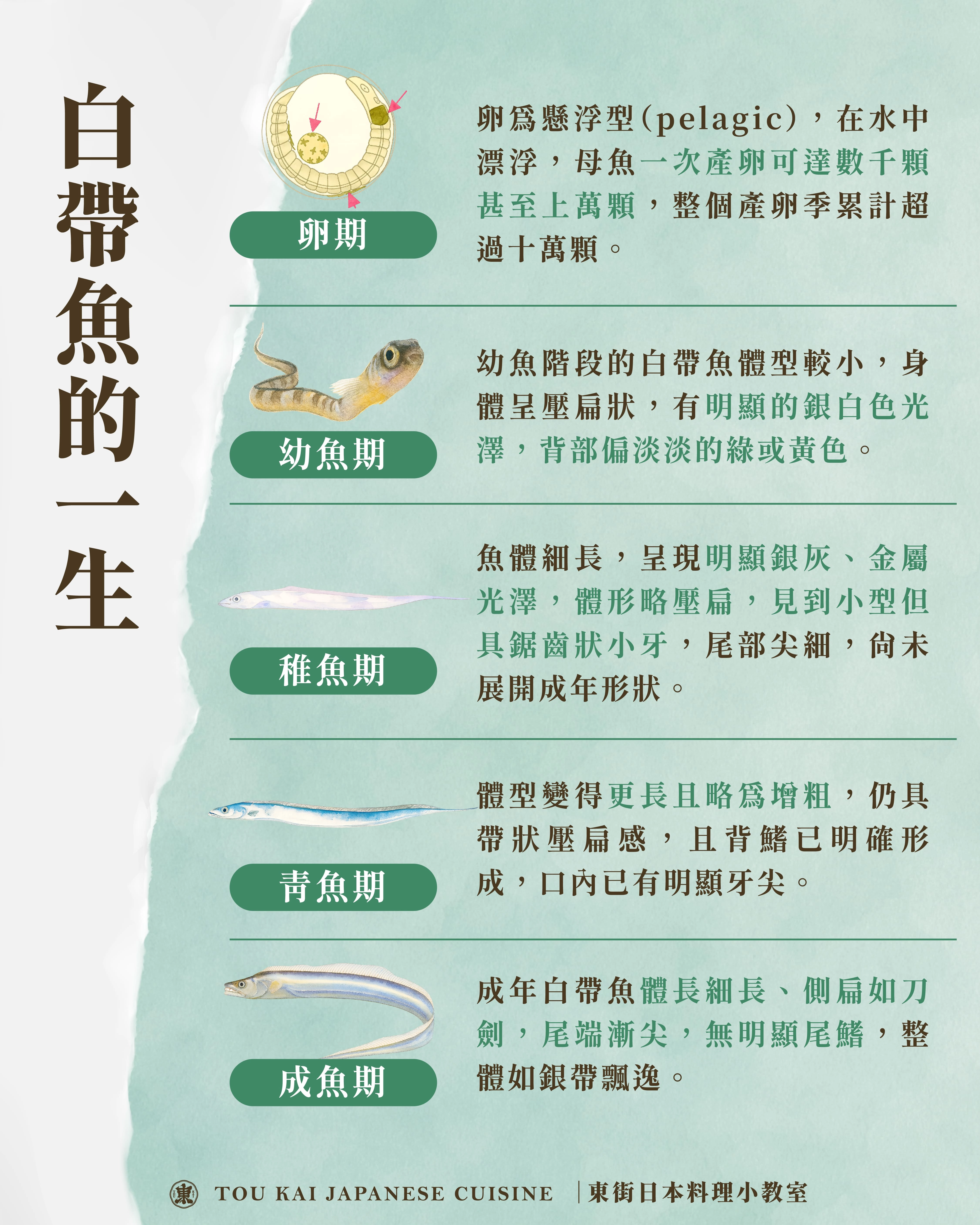 白帶魚,白帶魚捲,白帶魚卷