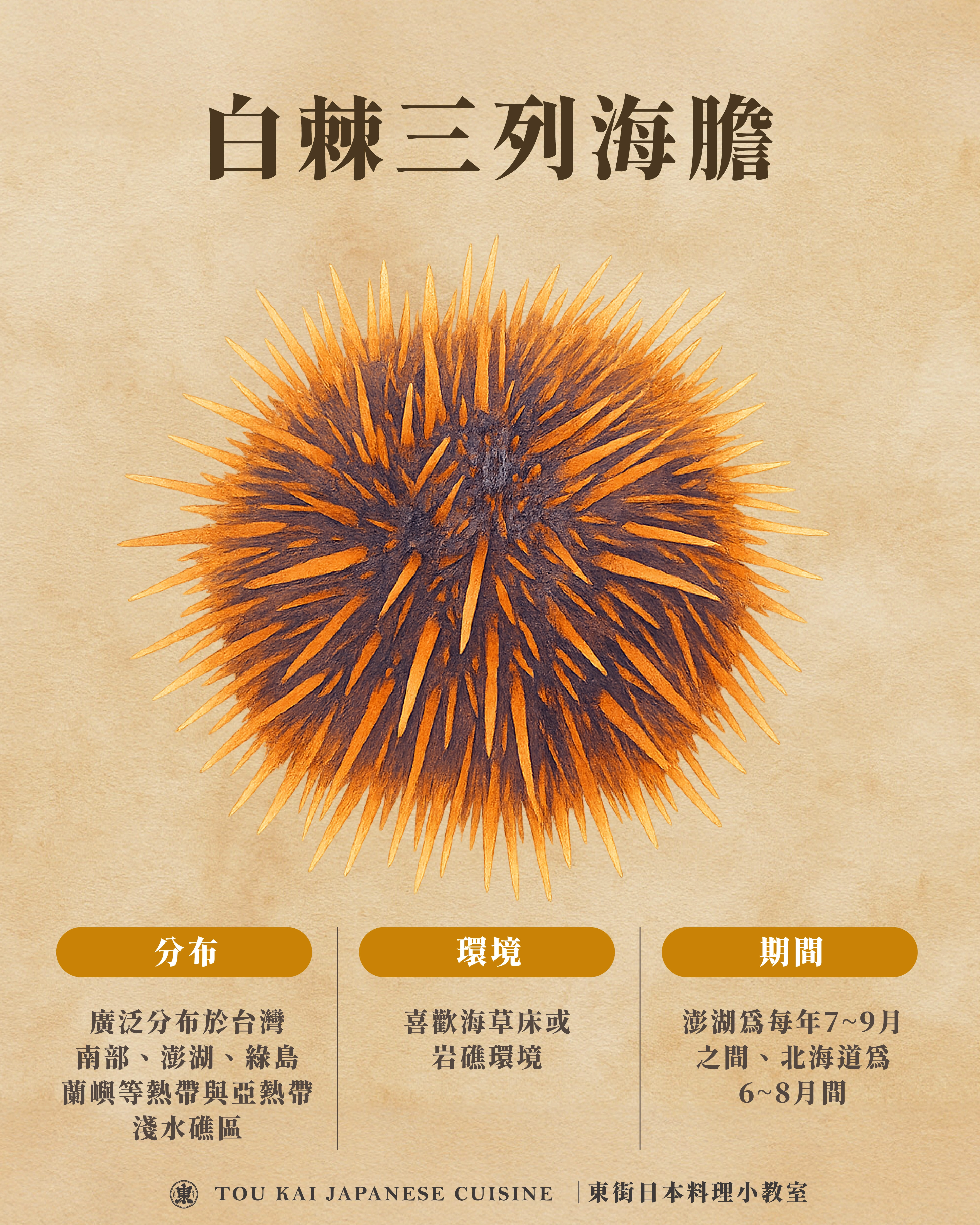 海膽,馬糞海膽,海膽訂購
