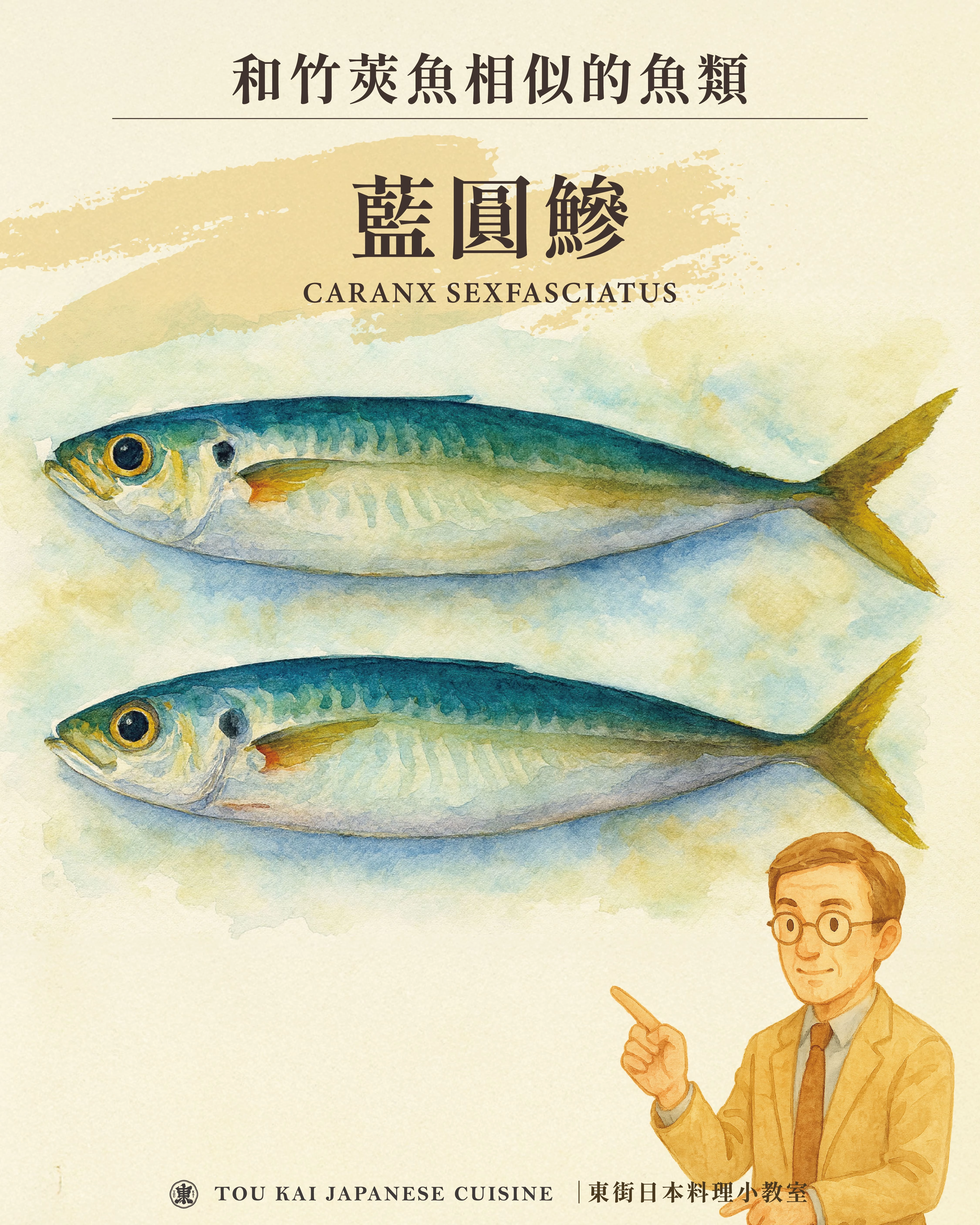 竹筴魚,竹莢魚,竹莢魚一夜干