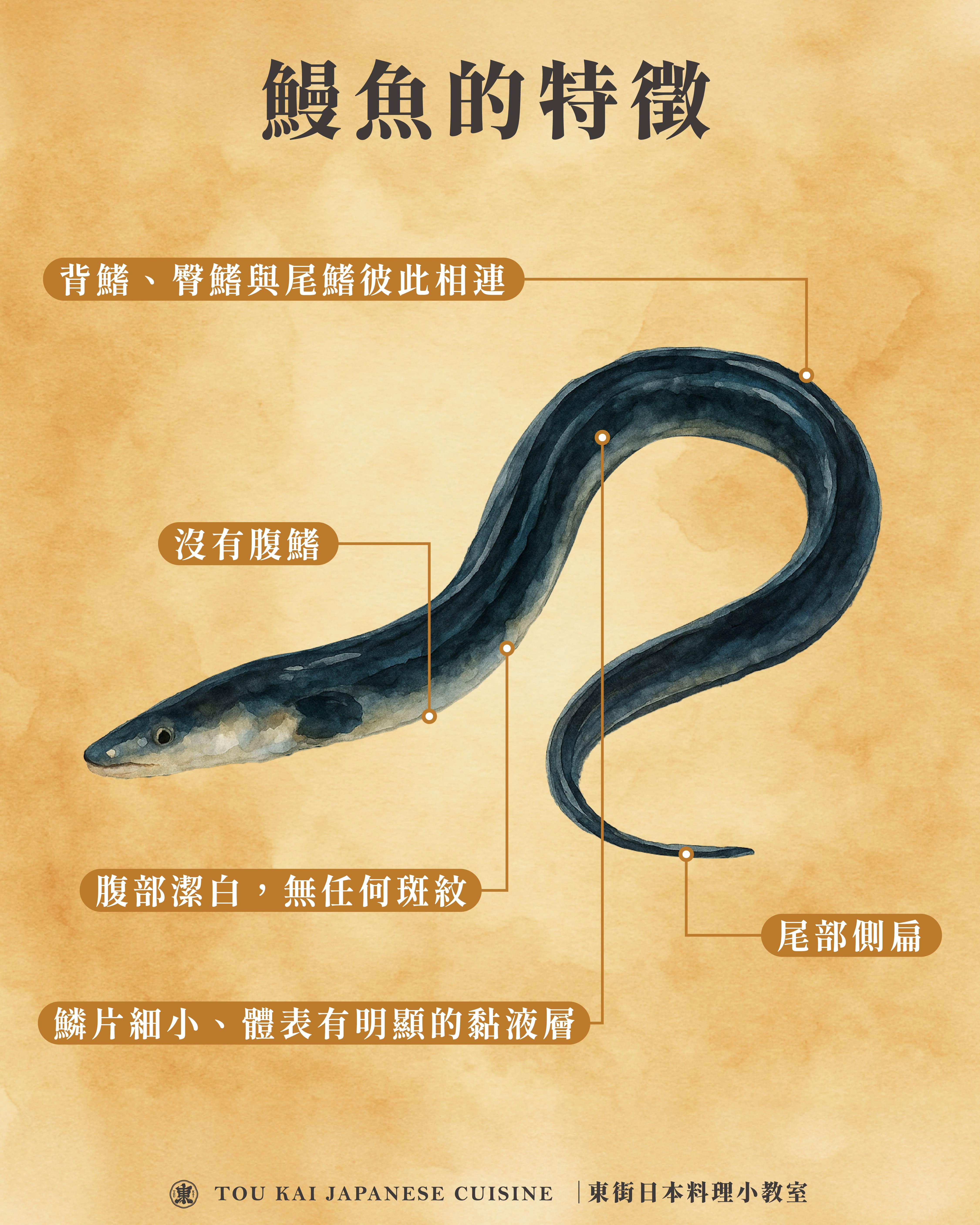 鰻魚,鰻魚罐頭,蒲燒鰻魚