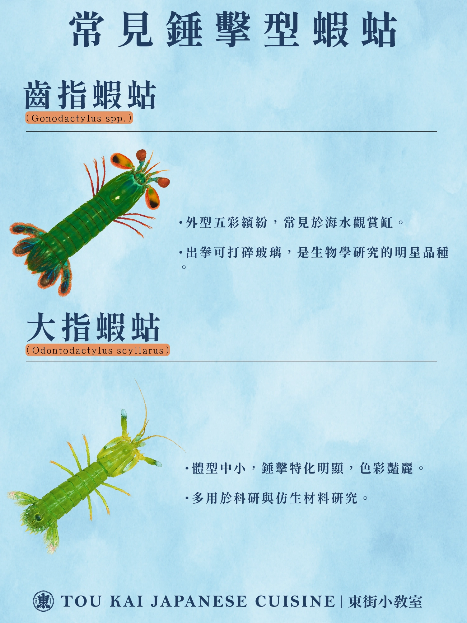 皮皮蝦,蝦蛄,琵琶蝦