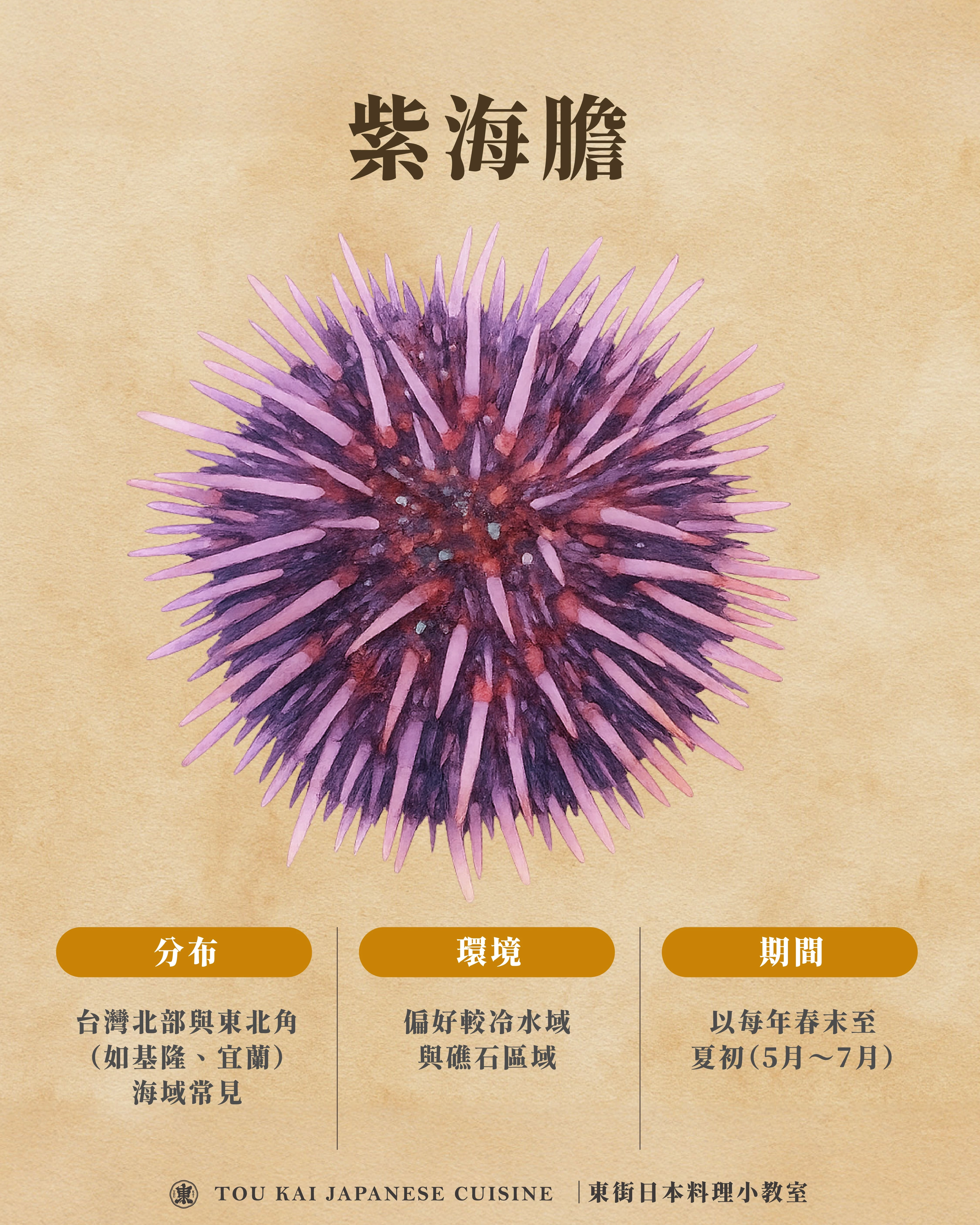 海膽,馬糞海膽,海膽訂購