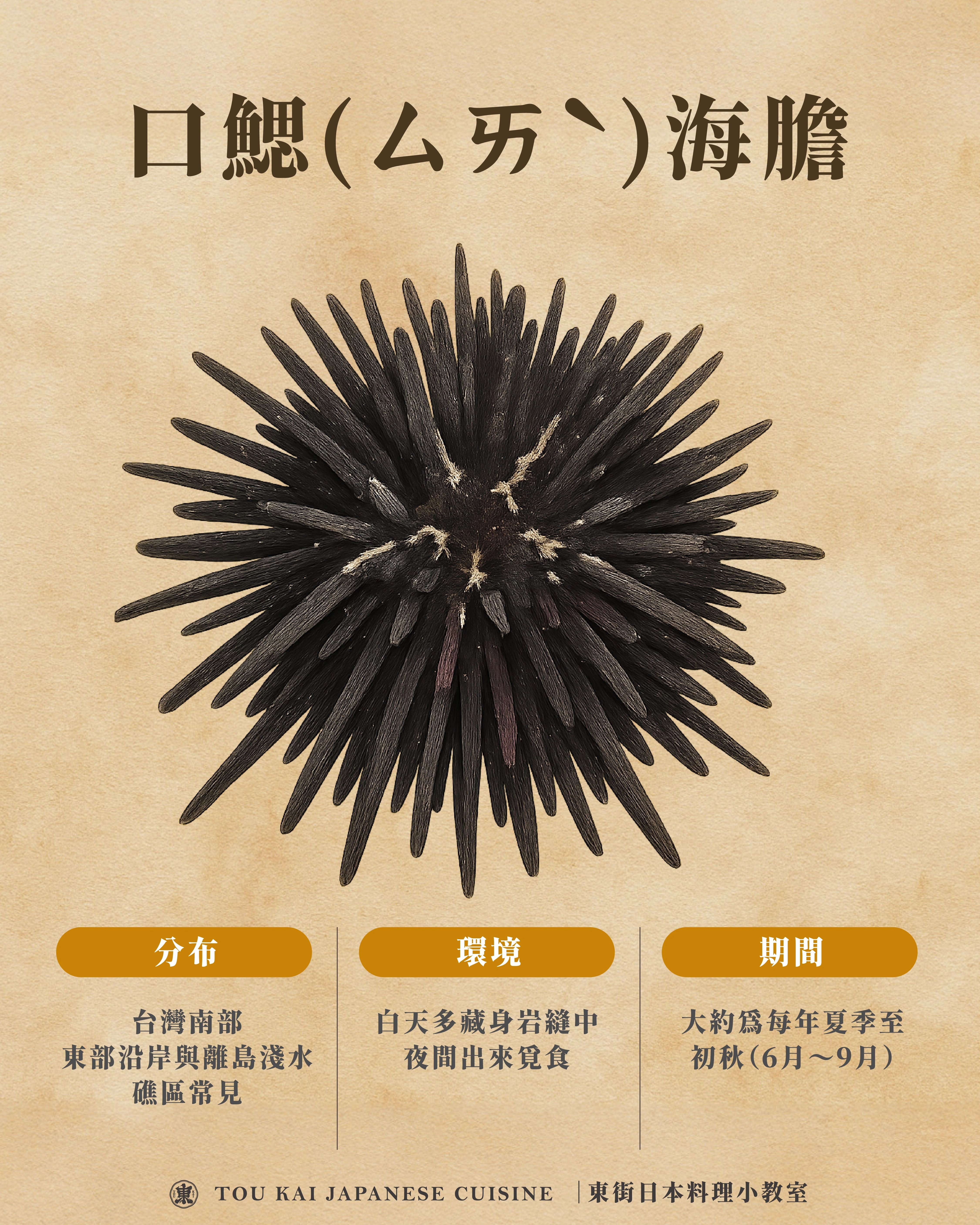 海膽,馬糞海膽,海膽訂購