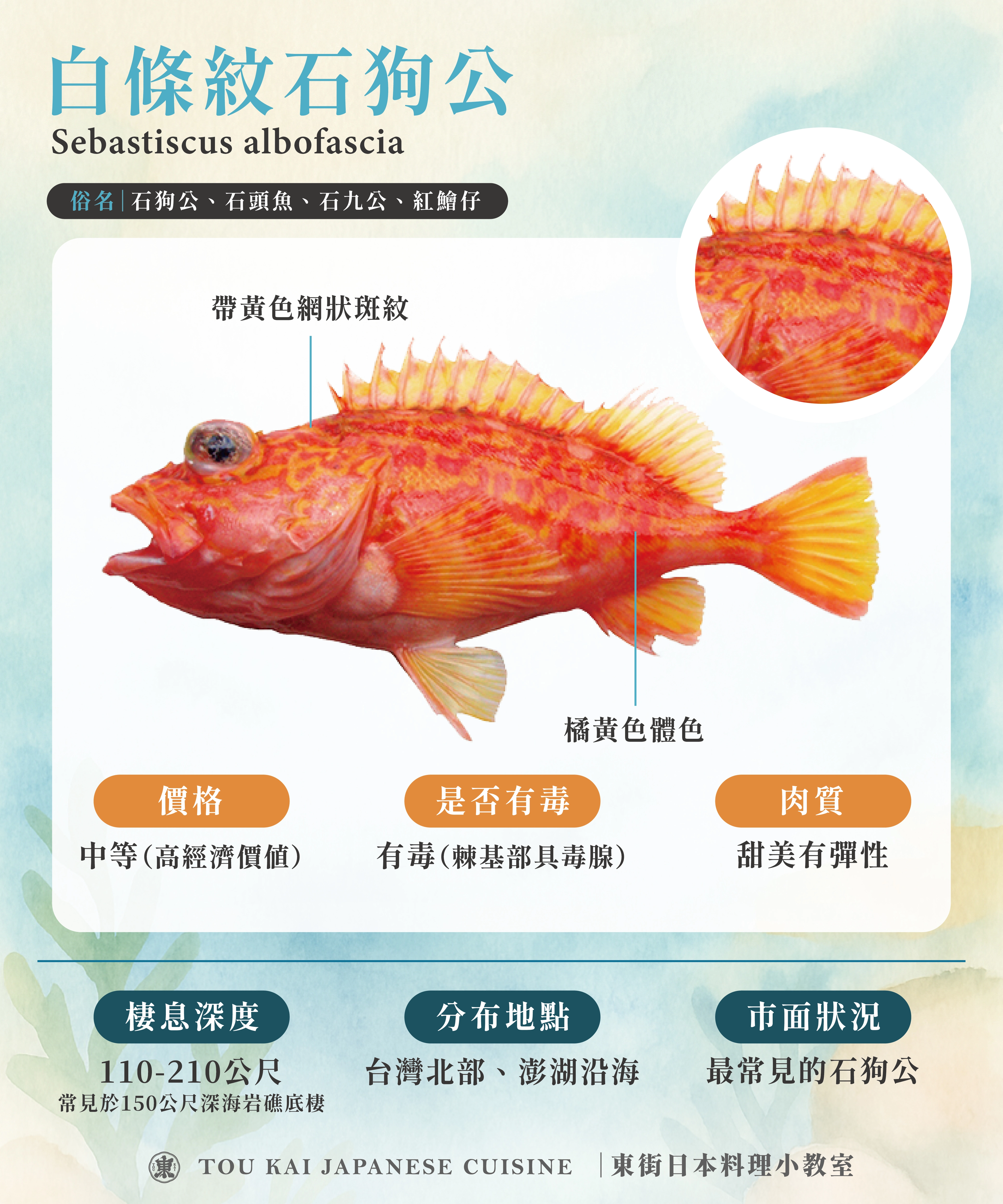 東街日本料理,石狗公介紹,石狗公魚,白條紋石狗公