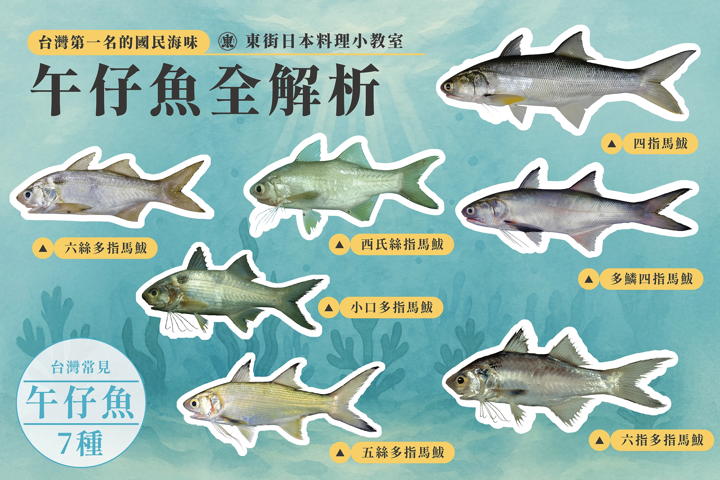 午仔魚 ,東街日本料理,午仔魚介紹,午仔魚種類,養殖午仔魚,野生午仔魚