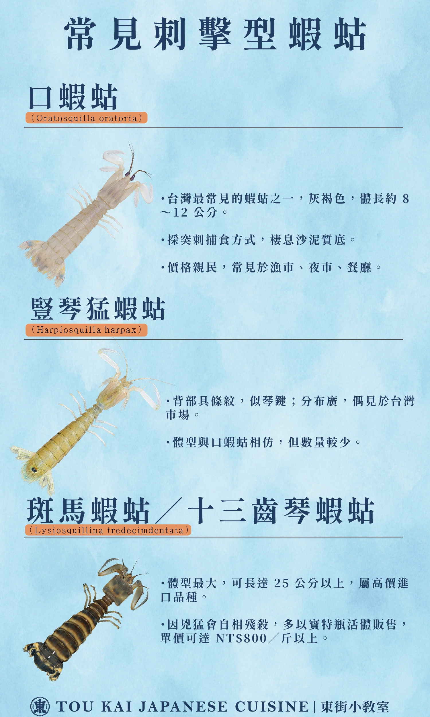 皮皮蝦,蝦蛄,琵琶蝦